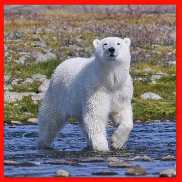 Canada 2010 Extraordinary Set of 3 x $2 Toonies! - Picture 12 of 16